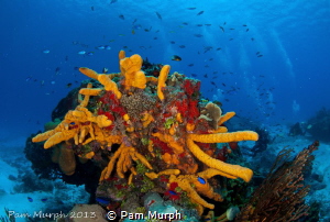 A Burst of Color  / The colors in Cozumel are amazing and... by Pam Murph 